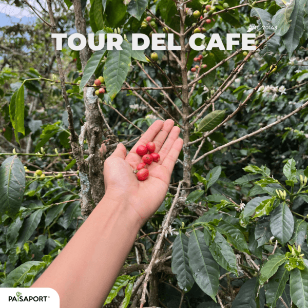 Tour Café